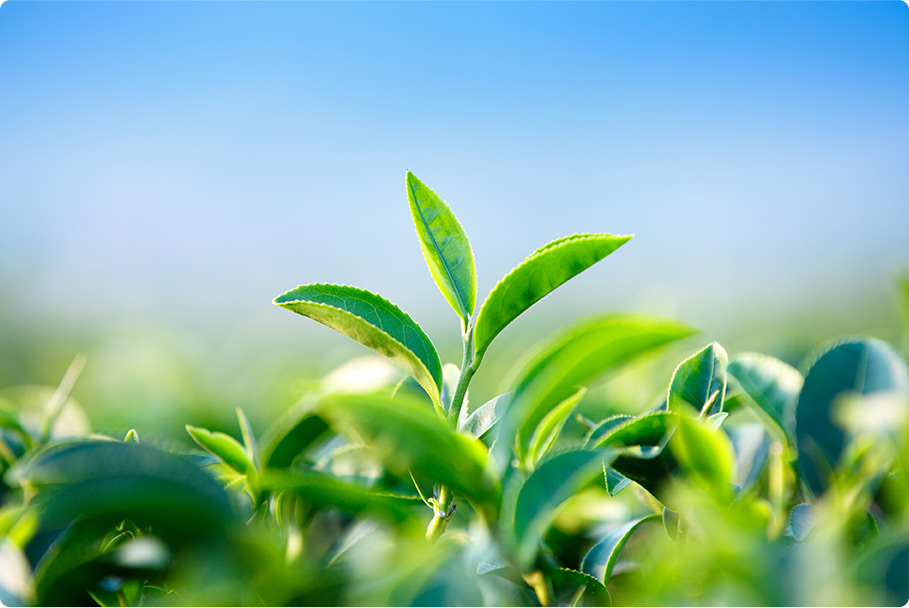 七春茶業(yè)